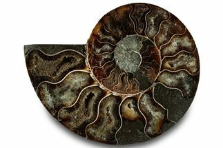 Cut & Polished Ammonite Fossil (Half) - Madagascar #323302