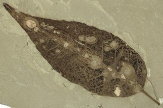 Fossil Poplar Leaf and Craneflies - Green River Formation, Utah #323348