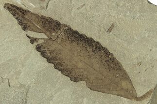 Fossil Leaf (Cedrelospermum) - Green River Formation, Utah #323367