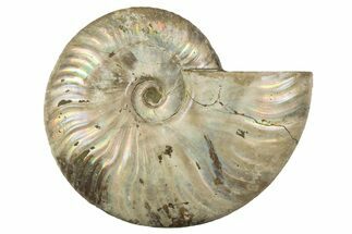 Silver Iridescent Ammonite (Cleoniceras) Fossil - Madagascar #323462