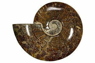 Polished, Agatized Ammonite (Cleoniceras) - Madagascar #323471