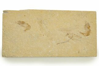Two Cretaceous Fossil Shrimp - Lebanon #323735