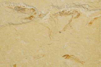 Fossil Fish and Shrimp Association - Hjoula, Lebanon #323745