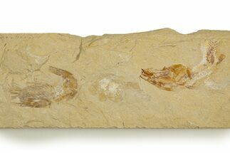 Cretaceous Fossil Shrimp and Fish - Lebanon #323747