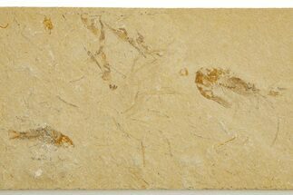 Cretaceous Fossil Shrimp and Fish - Lebanon #323748