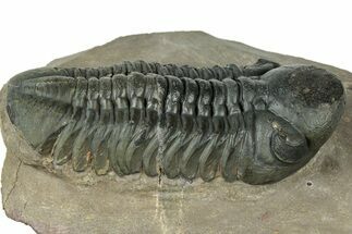 Prone Reedops Trilobite - Atchana, Morocco #323690