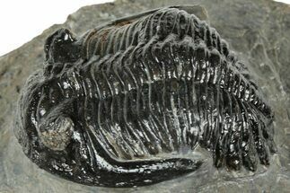 Detailed Hollardops Trilobite Fossil - Ofaten, Morocco #323703