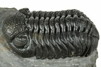 Detailed Morocops Trilobite - Ofaten, Morocco #323718