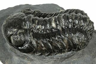 Bargain, Austerops Trilobite - Ofaten, Morocco #323719