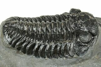 Detailed Morocops Trilobite - Ofaten, Morocco #323720