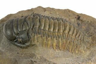 Multi-Toned Crotalocephalina Trilobite - Atchana, Morocco #323584