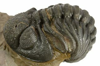 Curled Phacopid (Morocops) Trilobite - Foum Zguid, Morocco #323591