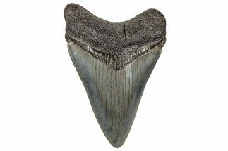 Serrated, Juvenile Megalodon Tooth - South Carolina #321417