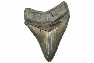 Serrated, Juvenile Megalodon Tooth - South Carolina #321419