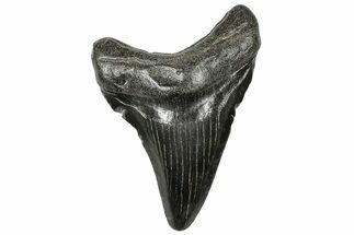 Juvenile Megalodon Tooth - South Carolina #321420