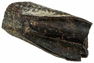Fossil Hadrosaur (Edmontosaurus) Partial Tooth - Wyoming #323957