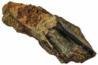 Fossil Hadrosaur (Edmontosaurus) Partial Tooth - Wyoming #323959