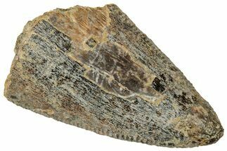 Fossil Dinosaur (Tyrannosaurus rex) Partial Tooth - Wyoming #323973