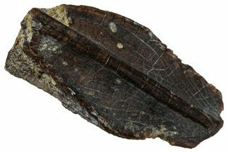 Fossil Hadrosaur (Edmontosaurus) Tooth - Wyoming #323984