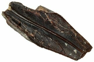 Fossil Hadrosaur (Edmontosaurus) Partial Tooth - Wyoming #323985