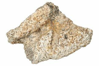 Dinosaur (Triceratops) Frill Shield Section - Montana #323822