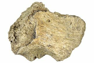 Dinosaur (Triceratops) Frill Shield Section - Montana #323852