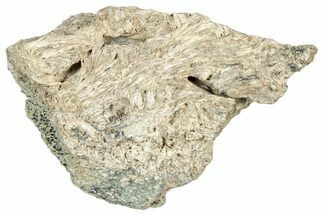 Dinosaur (Triceratops) Frill Shield Section - Montana #323854