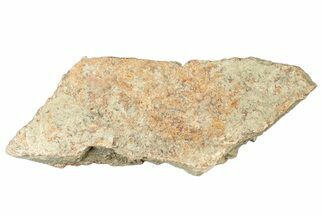 Dinosaur (Triceratops) Frill Shield Section - Montana #323857