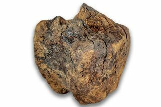 Hadrosaur (Edmontosaurus) Caudal Vertebra Centrum - Montana #324152