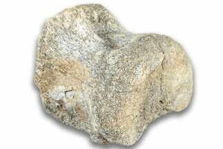 Hadrosaur (Edmontosaurus) Caudal Vertebra Centrum - Montana #324154