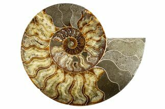 Cut & Polished Ammonite Fossil (Half) - Madagascar #323428