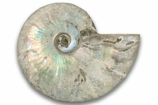 Silver Iridescent Ammonite (Cleoniceras) Fossil - Madagascar #323460