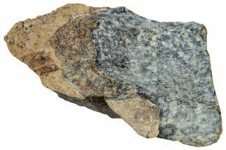 Fossil Dinosaur (Triceratops) Shed Tooth - Montana #324161
