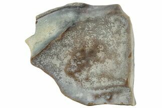 Fossil Dinosaur (Triceratops) Shed Tooth - Montana #324164