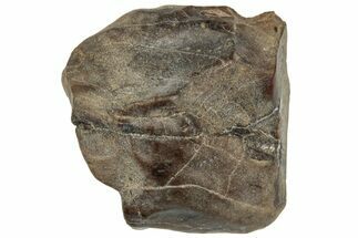 Fossil Dinosaur (Triceratops) Shed Tooth - Montana #324167