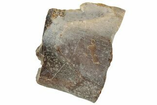 Fossil Dinosaur (Triceratops) Shed Tooth - Montana #324173