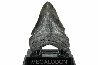 Serrated, Fossil Megalodon Tooth - South Carolina #324270