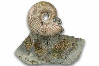 Iridescent, Pyritized Ammonite (Quenstedticeras) Fossil Display #324253