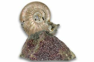 Iridescent, Pyritized Ammonite (Quenstedticeras) Fossil Display #324256