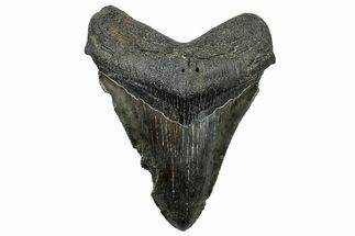 Serrated, Fossil Megalodon Tooth - South Carolina #324280