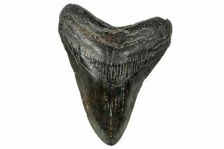 Fossil Megalodon Tooth - South Carolina #324291