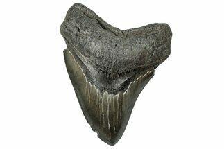 Serrated, Fossil Megalodon Tooth - South Carolina #324292