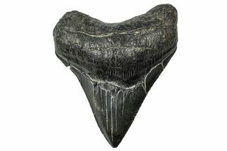 Serrated, Fossil Megalodon Tooth - South Carolina #324301
