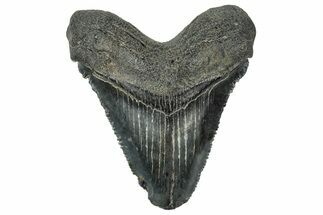 Serrated Chubutensis Tooth - Megalodon Ancestor #324313