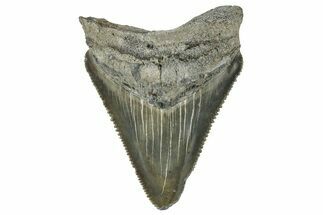 Serrated, Juvenile Megalodon Tooth - South Carolina #324316