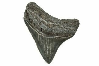 Serrated, Posterior Juvenile Megalodon Tooth - South Carolina #324317