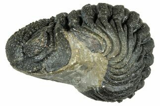 Long, Curled Morocops Trilobite - Morocco #323507