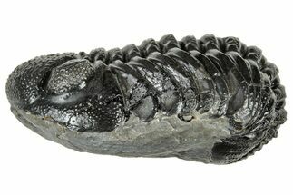 Long, Curled Morocops Trilobite - Morocco #323510