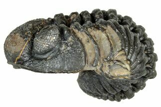 Long, Curled Morocops Trilobite - Morocco #323512