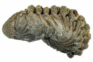 Long, Curled Morocops Trilobite - Morocco #323514